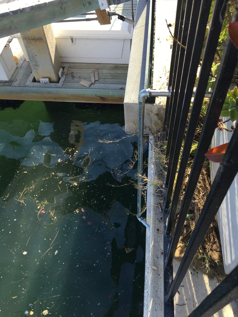 View of water near a dock with debris, metal railing, and surrounding vegetation.